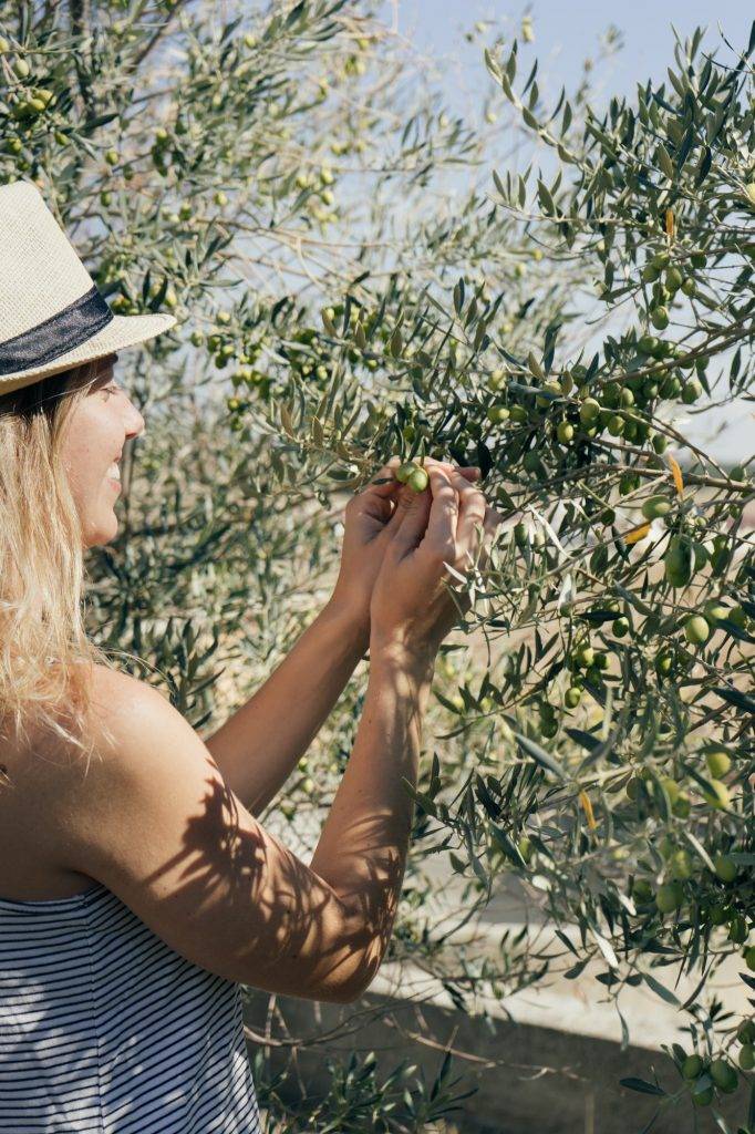 Young woman picking up olives from an olive tree